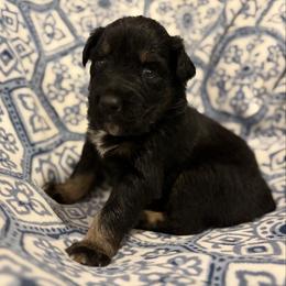 Johnny - Black tri-color male Australian Shepherd puppy in Roff, Oklahoma from Circle J Aussies