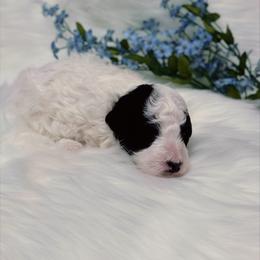 Poodle Puppies from Yessie Rodriguez