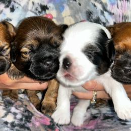 Shih Tzu Puppies from Adam & Eve Pups CT