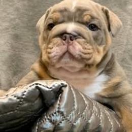 Bulldog Puppies from Bullgodz English Bulldogs