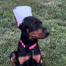 Princess Sparkles (Pink Collar) - Black and rust female Doberman Pinscher puppy in Centralia, Missouri from TopSpots Farm