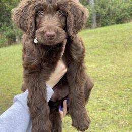 Labradoodle Puppies from CC Labradoodles