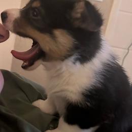 Balenciaga - Black and tan Pembroke Welsh Corgi puppy in Colorado from Poppy's Puppies