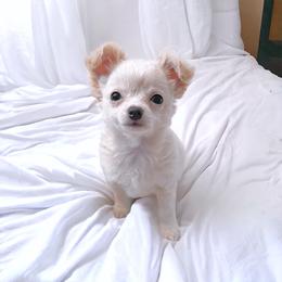 Chihuahua Puppies from Petite Pups LLC