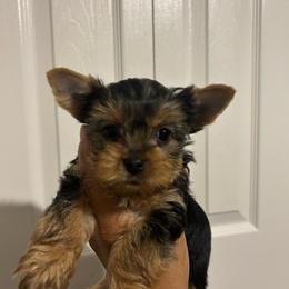 Female 3 - Black and tan female Yorkshire Terrier puppy in Kissimmee, Florida from Bebe AKC Puppies