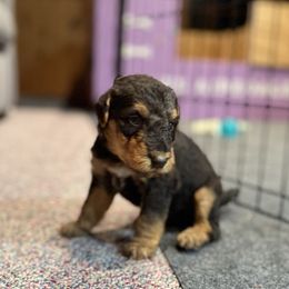 Boy 9 - male Airedale Terrier puppy in Hackettstown, New Jersey from Allie’s Airedales