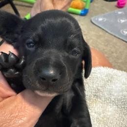 Coco: Girl solid Black with a white stripe on her chest - Black female Dachshund puppy in Casselberry, Florida from Amore Mini Dachshund Breeders & More