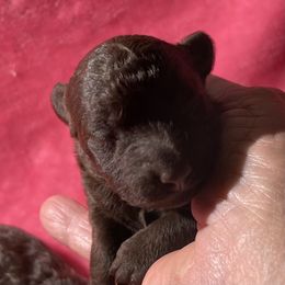 Duke - Brown male Poodle puppy in Sarasota, Florida from Paradise Poodles