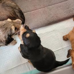 Dachshund Puppies from CLARK'S BREEDING PROGRAM