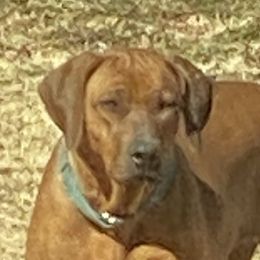 Zuri - Rhodesian Ridgeback