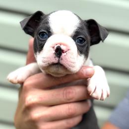 Eveee - Blue female Boston Terrier puppy in West Jefferson, Ohio from Kline Kennels