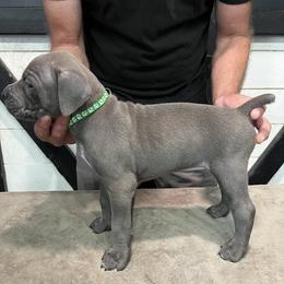 Light Blue Collar - Black brindle male Cane Corso puppy in Beaver Crossing, Nebraska from Blue River Cane Corso