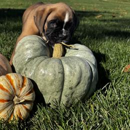 Benji - European - located in MI - Fawn male Boxer puppy in Wellington, Ohio from Brinkhaven Boxers