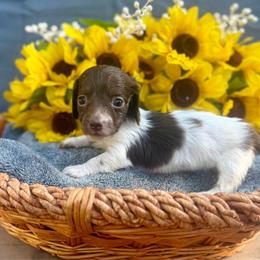 Daffy - Piebald female Dachshund puppy in Sparta, Tennessee from Clemons Mini Dachshunds of Tennessee