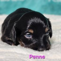 Penne - Black and tan female Dachshund puppy in Mount Sherman, Kentucky from Kaleidoscope Dachshunds and Whippets