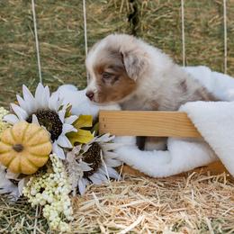 Australian Shepherd Puppies from Sweet Meadow Farms