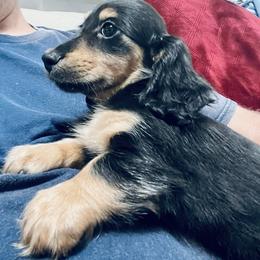 Dachshund Puppies from Meldox