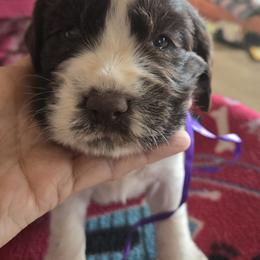 Girl 1 - Liver and white female English Springer Spaniel puppy in Brodhead, Wisconsin from Pinwheel Acres