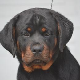 CHLOE - Black and mahogany female Rottweiler puppy in Dawson Springs, Kentucky from Lakeview Rottweilers