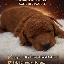 Cinder - Red  female Poodle puppy in Troy, Alabama from Redmond Rose Kennel