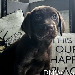 Boy 4 - Chocolate Labrador Retriever puppy in Rogue River, Oregon from PNW Labradors