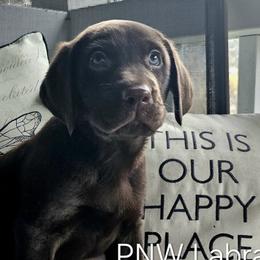 Boy 4 - Chocolate Labrador Retriever puppy in Rogue River, Oregon from PNW Labradors