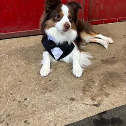 Ernie - Miniature Australian Shepherd