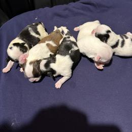 Boy 2 - Sable and white male Japanese Chin puppy in Sandstone, Minnesota from Peaceful Garden Cavaliers