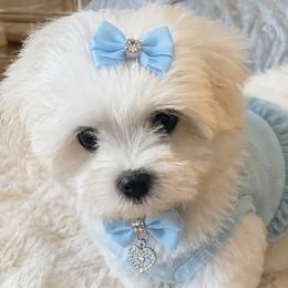 Maltese and Poodles from Main line furry friends