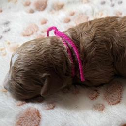 Daisy - female Cavapoo puppy in Jerome, Michigan from Haaspawz