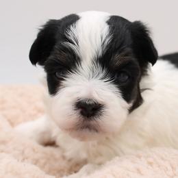 Harriet Smith - Black and white female Havanese puppy in Hendersonville, North Carolina from Grayfinn House