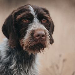 German Wirehaired Pointers from Bonniedale Upland Hunters