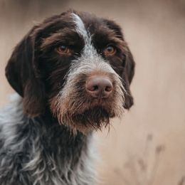 German Wirehaired Pointers from Bonniedale Upland Hunters