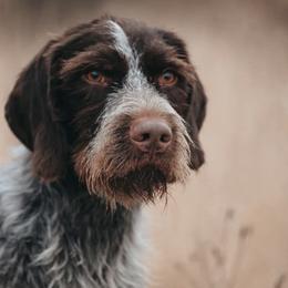 German Wirehaired Pointers from Bonniedale Upland Hunters