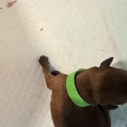 Cream - Black and rust female Miniature Pinscher puppy in Villa Rica, Georgia from Bridget GreenBoddy