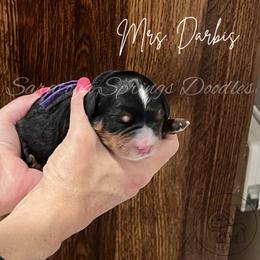 Darbis - Tri-color female Bernedoodle puppy in Saratoga Springs, Utah from Saratoga Springs Doodles