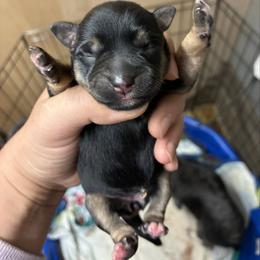 Yellow - Black and silver female Miniature Schnauzer puppy in Sparta, North Carolina from New River Miniature Schnauzers
