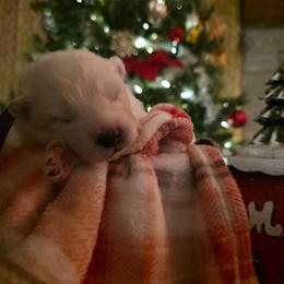 Purple - White female Samoyed puppy in San Antonio, Texas from Hill Country Samoyeds