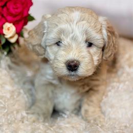 Betsy - Apricot female Goldendoodle puppy in North Branch, Michigan from Graceful Miniature Goldendoodles