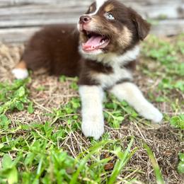 Red - Red tri male Miniature Australian Shepherd puppy in Saint Cloud, Florida from Dirty Paws