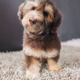 Leo - Chocolate brindle male Havapoo puppy in Medina, Ohio from Momma's Mastiffs
