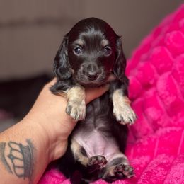 Rose - Black and cream female Dachshund puppy in Hornbeck, Louisiana from A&Z Mini Dachshunds