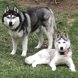 Siberian Huskies from Hynes Huskies