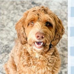Lenny - Goldendoodle