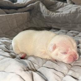 Snowy - White female French Bulldog puppy in Omaha, Nebraska from Schoville Bulldogs
