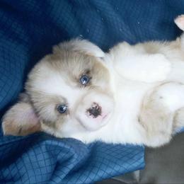 Chester - Red merle and white male Cardigan Welsh Corgi puppy in Myton, Utah from Cardigan Corgi Cuties 💓
