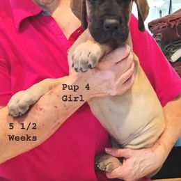 Great Dane Puppies from Drogheda Great Danes
