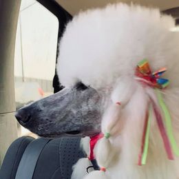 Poodles from Bakker's Poodles
