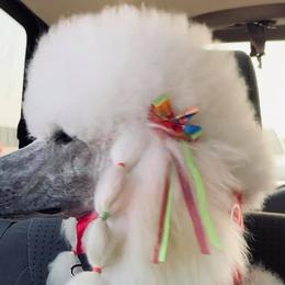 Poodles from Bakker's Poodles