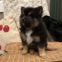 Boy 3 - male Pomsky puppy in Albany, Oregon from Cherrywell Carnivora